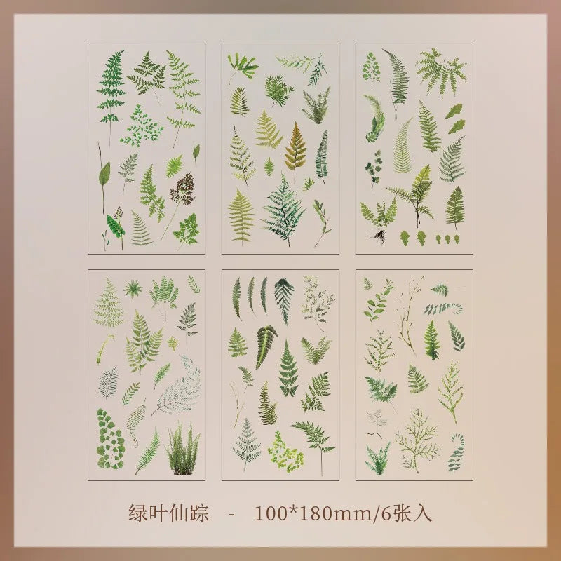 Set de 6 Planches d'Herbier Transparent - Collection Botanique