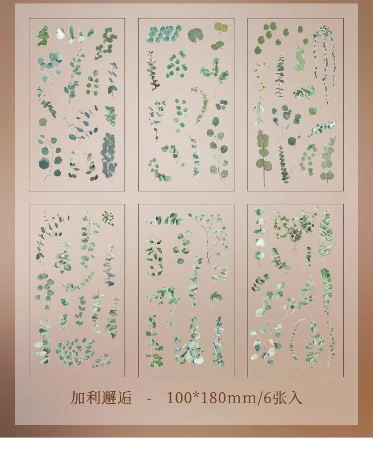 Set de 6 Planches d'Herbier Transparent - Collection Botanique