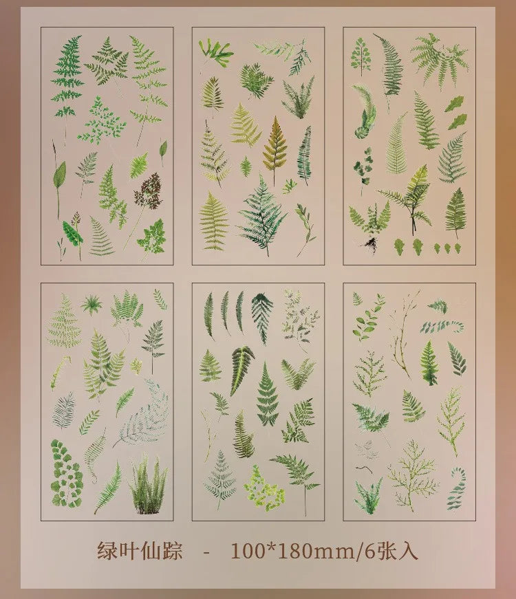 Set de 6 Planches d'Herbier Transparent - Collection Botanique