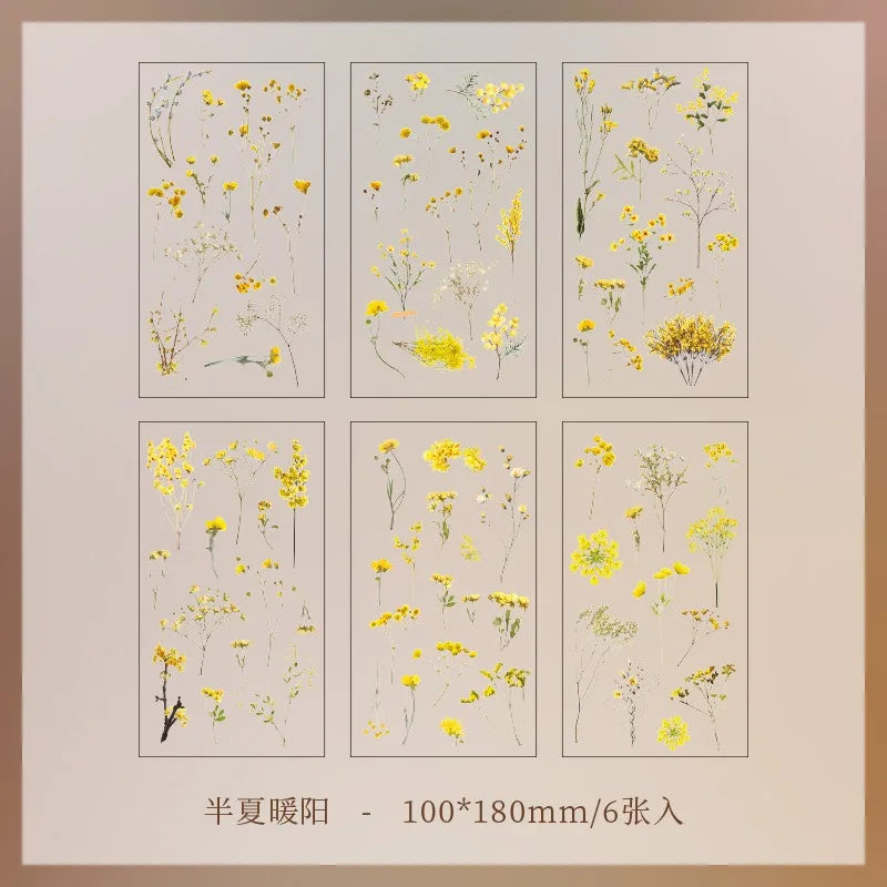 Set de 6 Planches d'Herbier Transparent - Collection Botanique