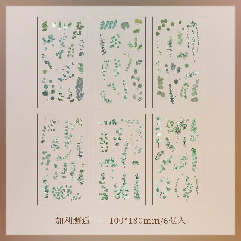 Set de 6 Planches d'Herbier Transparent - Collection Botanique